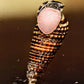 King Rabbit Snail (Cerithidea sp.) - Superior Shrimp & Aquatics