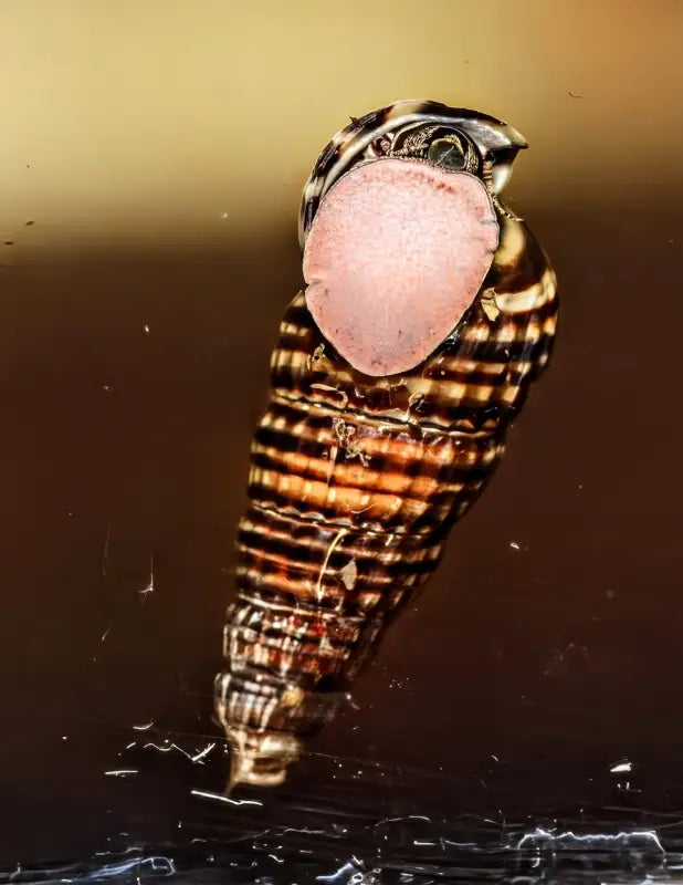 King Rabbit Snail (Cerithidea sp.) - Superior Shrimp & Aquatics