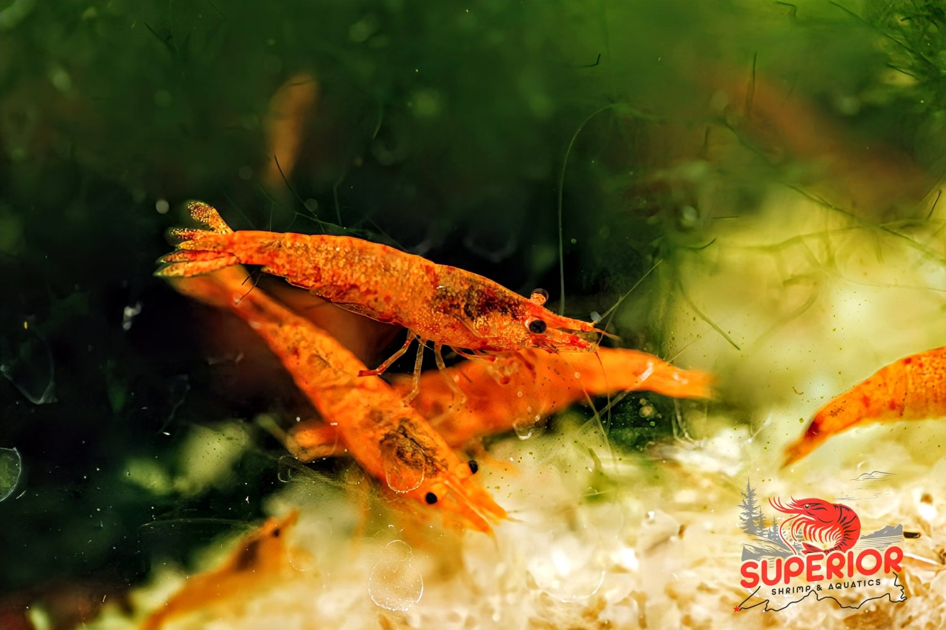 Koi Sunburst Shrimp - Superior Shrimp & Aquatics