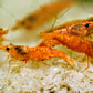 Koi Sunburst Shrimp - Superior Shrimp & Aquatics