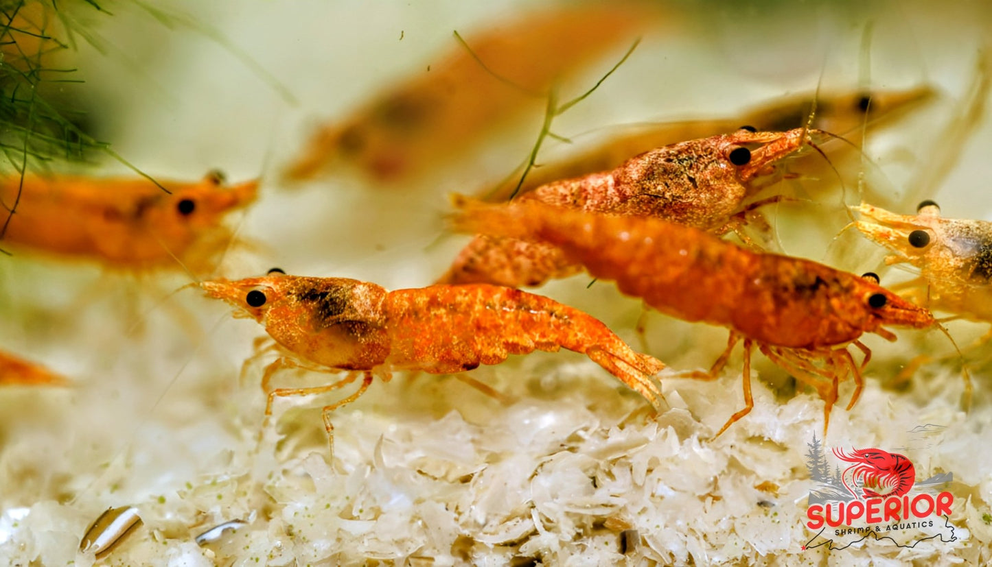 Koi Sunburst Shrimp - Superior Shrimp & Aquatics