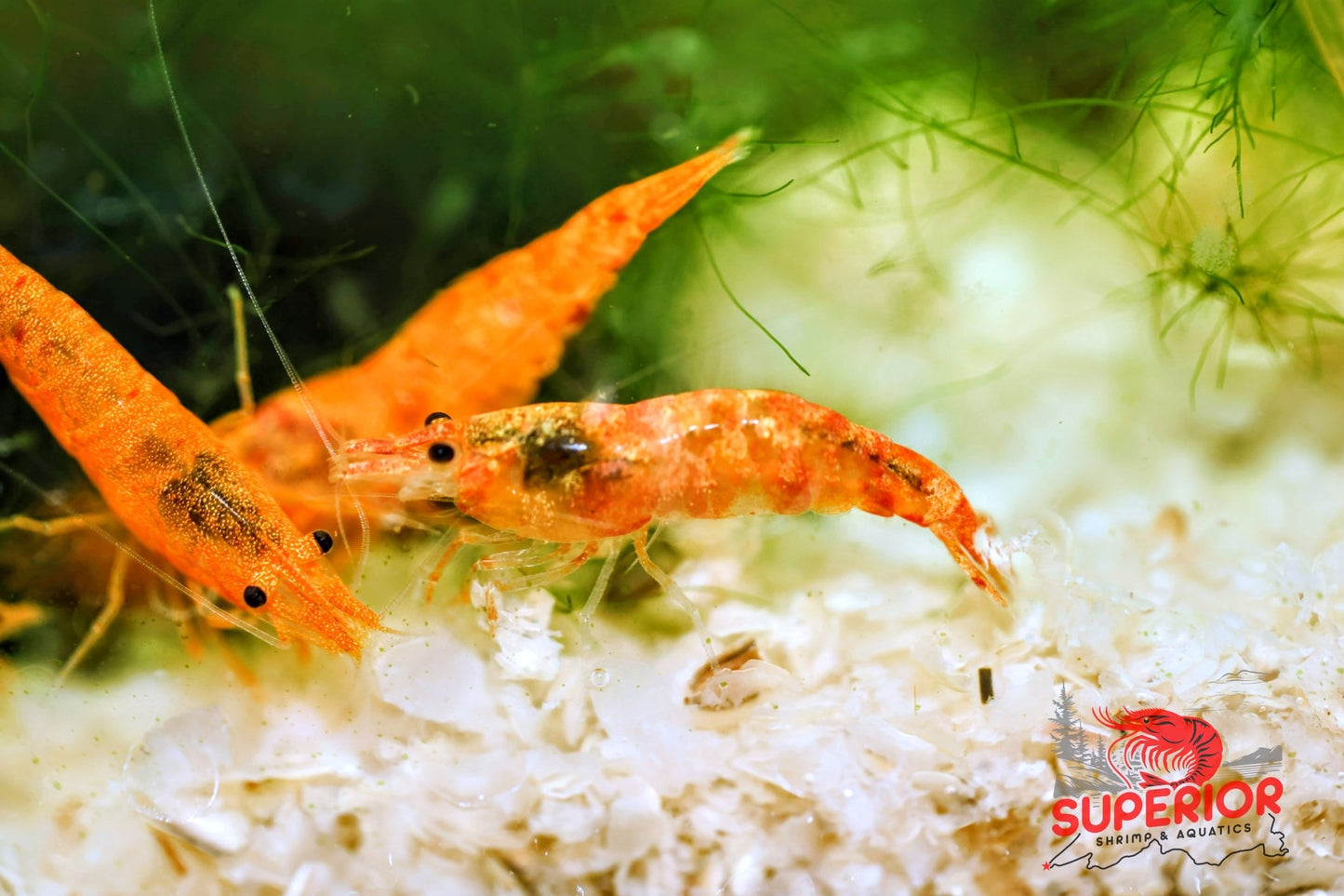 Koi Sunburst Shrimp - Superior Shrimp & Aquatics