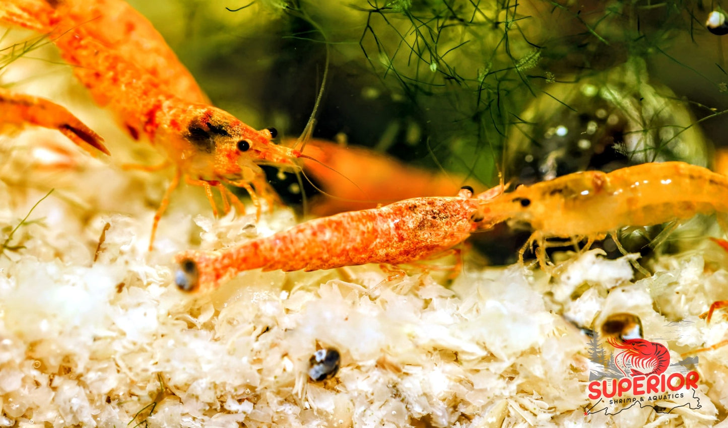 Koi Sunburst Shrimp - Superior Shrimp & Aquatics