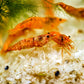 Koi Sunburst Shrimp - Superior Shrimp & Aquatics