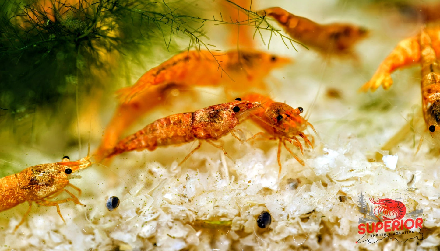 Koi Sunburst Shrimp - Superior Shrimp & Aquatics