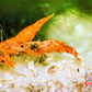 Koi Sunburst Shrimp - Superior Shrimp & Aquatics