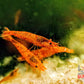 Koi Sunburst Shrimp - Superior Shrimp & Aquatics