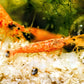 Koi Sunburst Shrimp - Superior Shrimp & Aquatics