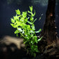 The Lemon Bacopa (Bacopa caroliniana) - Superior Shrimp & Aquatics