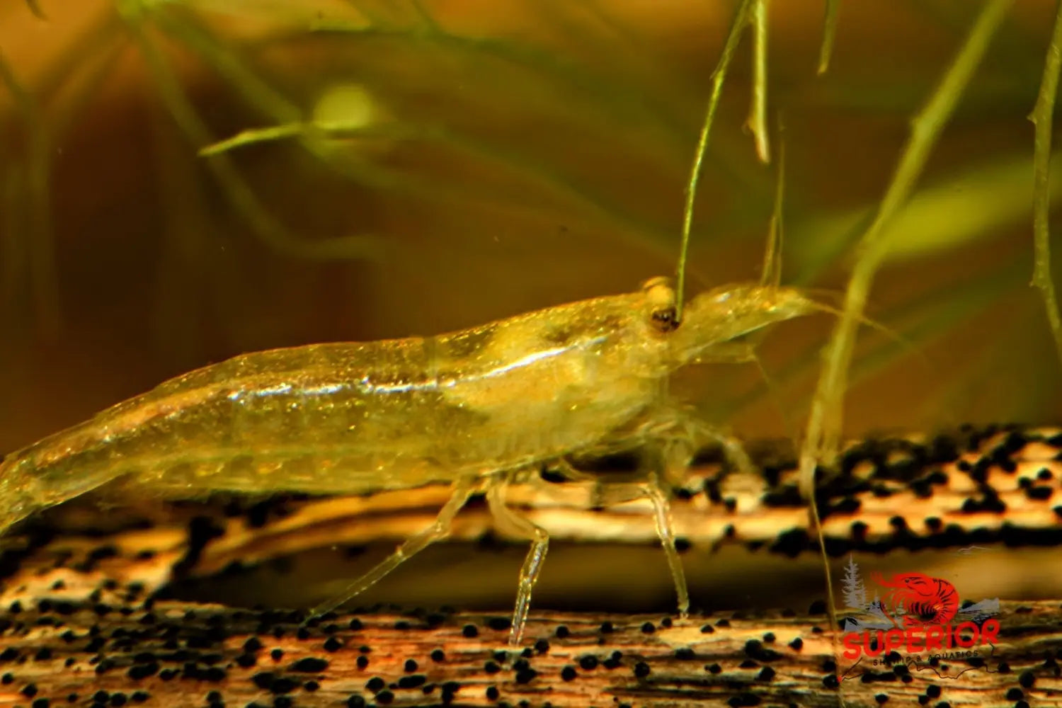 Lemon Yellow Amano Shrimp