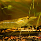 Lemon Yellow Amano Shrimp - Superior Shrimp & Aquatics