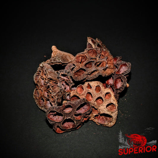 Lotus Pod - Superior Shrimp & Aquatics
