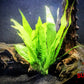 Malaysian Red (Microsorum pteropus) - Superior Shrimp & Aquatics