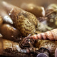 Malaysian Trumpet Snail (Melanoides tuberculata) - Superior Shrimp & Aquatics