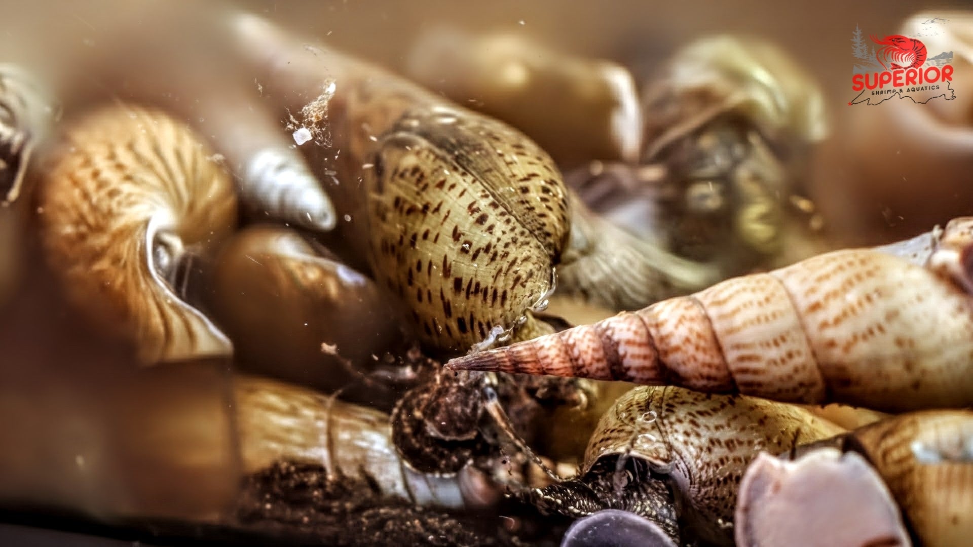 Malaysian Trumpet Snail (Melanoides tuberculata) - Superior Shrimp & Aquatics
