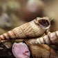 Malaysian Trumpet Snail (Melanoides tuberculata) - Superior Shrimp & Aquatics