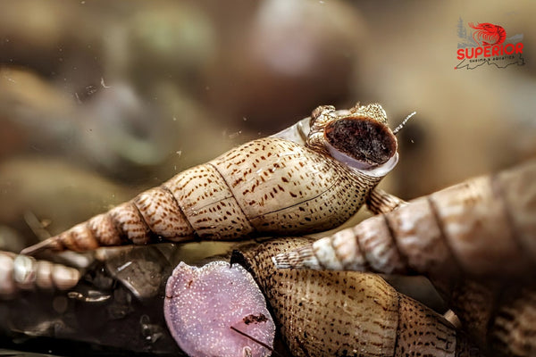 Malaysian Trumpet Snail (Melanoides tuberculata) - Superior Shrimp & Aquatics