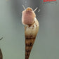 Malaysian Trumpet Snail (Melanoides tuberculata) - Superior Shrimp & Aquatics
