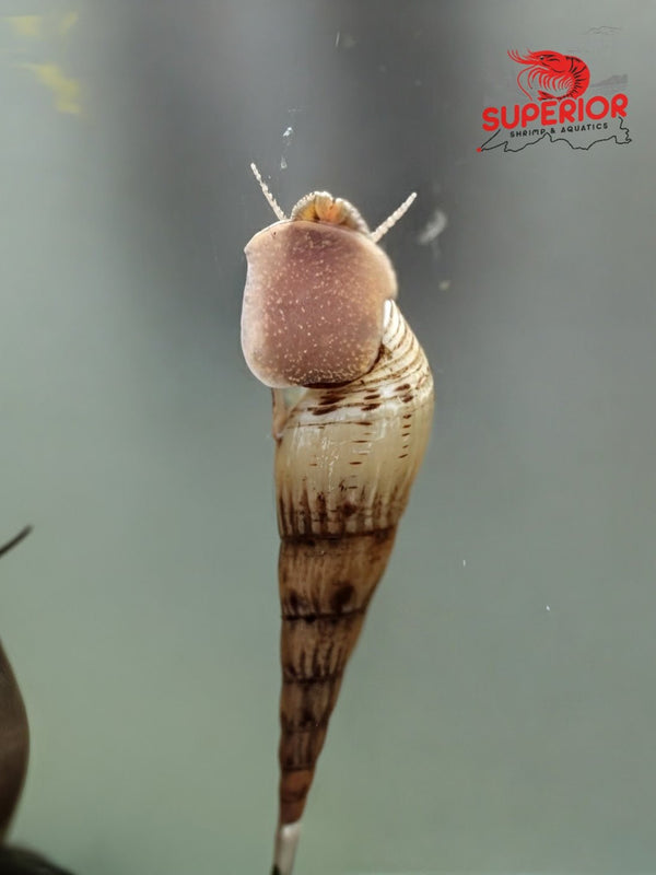 Malaysian Trumpet Snail (Melanoides tuberculata) - Superior Shrimp & Aquatics