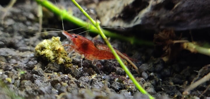 Male Red Cherry shrimp — slim, streamlined body