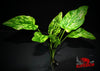 Marble Queen Radican Sword ('Echinodorus grisebachii) - Superior Shrimp & Aquatics
