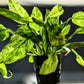 Marble Queen Radican Sword ('Echinodorus grisebachii) - Superior Shrimp & Aquatics