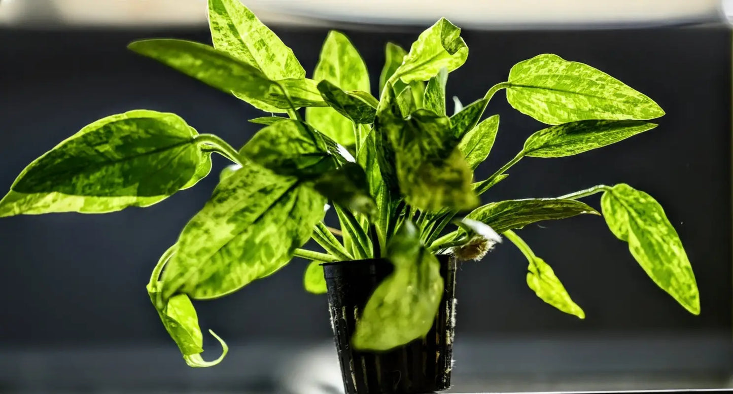 Marble Queen Radican Sword ('Echinodorus grisebachii) - Superior Shrimp & Aquatics