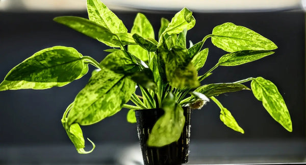 Marble Queen Radican Sword ('Echinodorus grisebachii) - Superior Shrimp & Aquatics