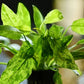 Marble Queen Radican Sword ('Echinodorus grisebachii) - Superior Shrimp & Aquatics