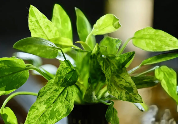 Marble Queen Radican Sword ('Echinodorus grisebachii) - Superior Shrimp & Aquatics