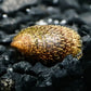 Marbled Limpet Snail - Snails