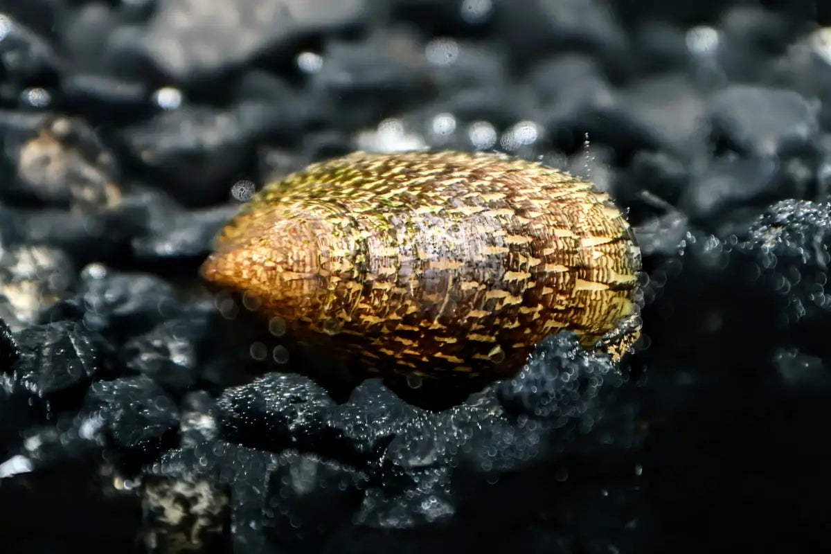 Marbled Limpet Snail - Snails