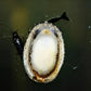 Marbled Limpet Snail - Snails