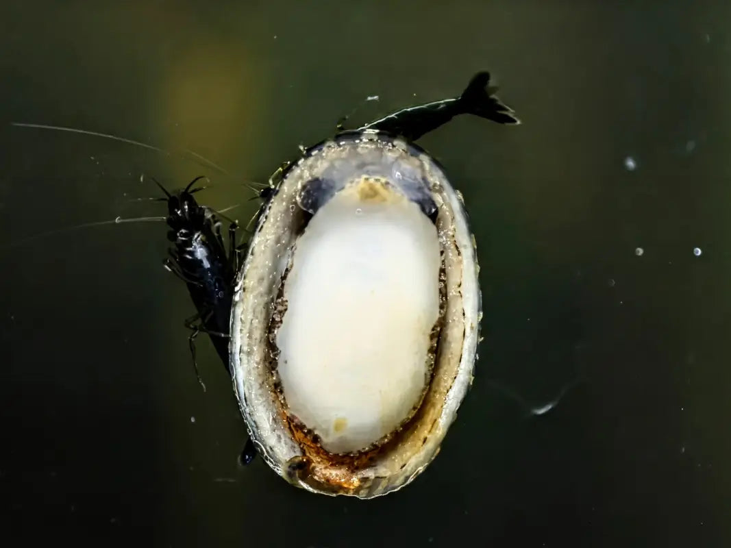 Marbled Limpet Snail - Snails
