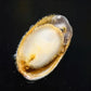Marbled Limpet Snail - Snails
