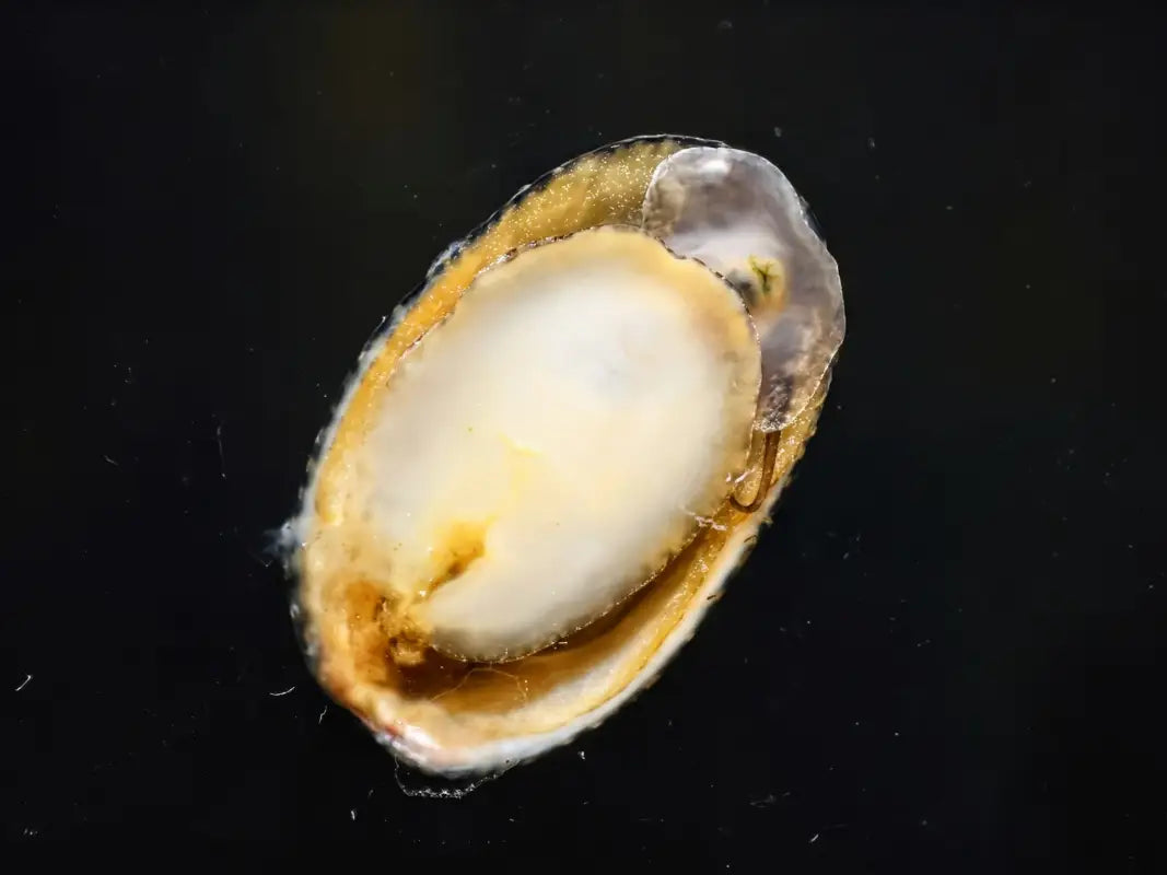 Marbled Limpet Snail - Snails