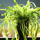 Micro Sword (Lilaeopsis brasiliensis) - Superior Shrimp & Aquatics