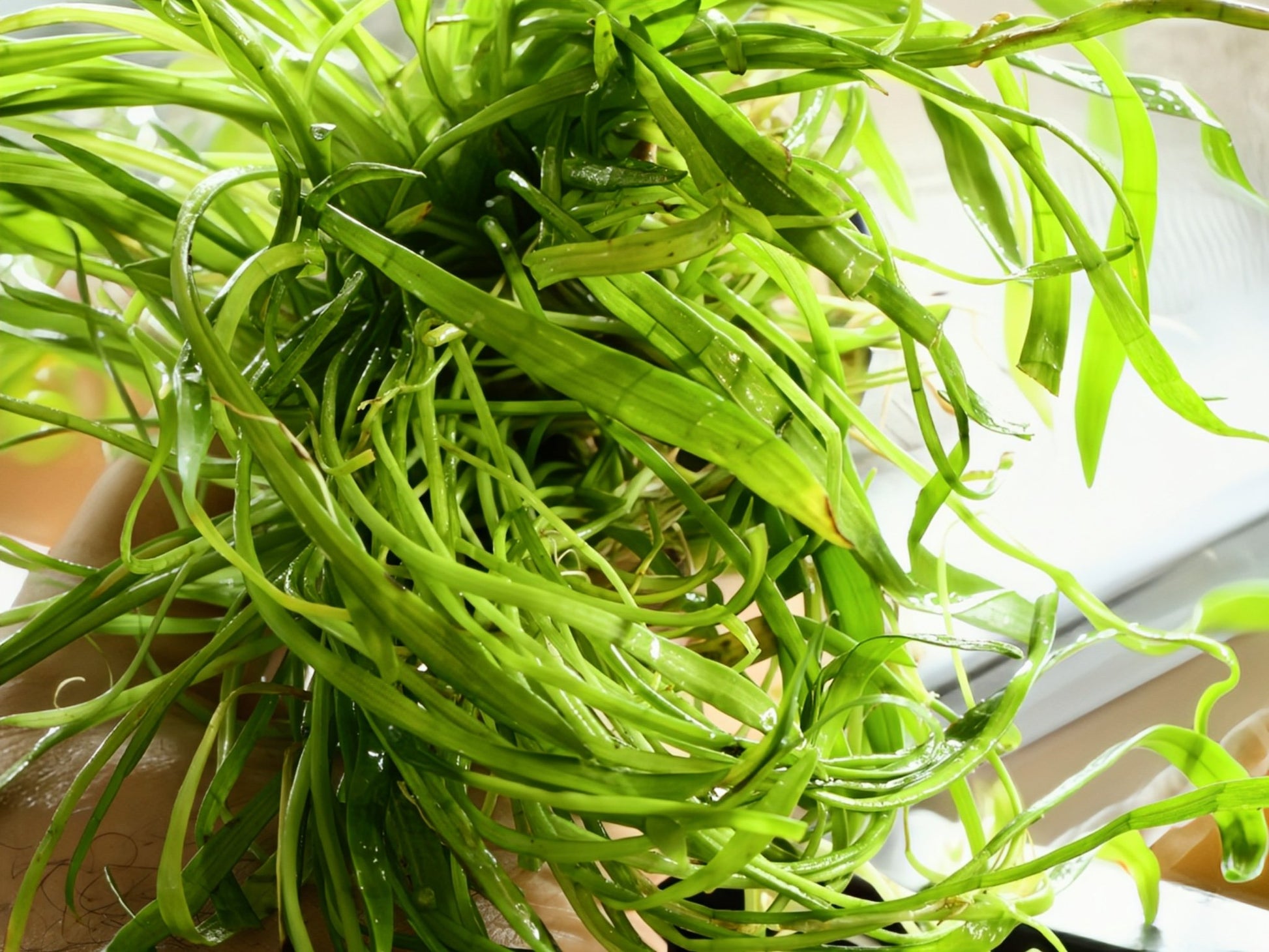 Micro Sword (Lilaeopsis brasiliensis) - Superior Shrimp & Aquatics