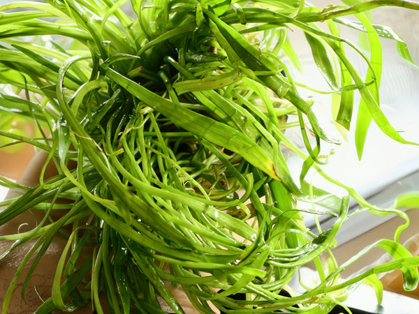 Micro Sword (Lilaeopsis brasiliensis) - Superior Shrimp & Aquatics