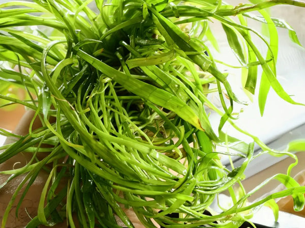 Micro Sword (Lilaeopsis brasiliensis) - Superior Shrimp & Aquatics