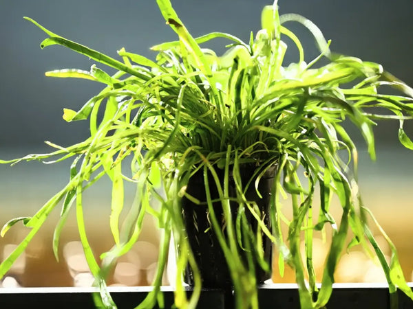 Micro Sword (Lilaeopsis brasiliensis) - Superior Shrimp & Aquatics