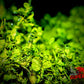 Monte Carlo (Micranthemum tweediei) - Superior Shrimp & Aquatics