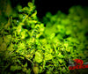 Monte Carlo (Micranthemum tweediei) - Superior Shrimp & Aquatics