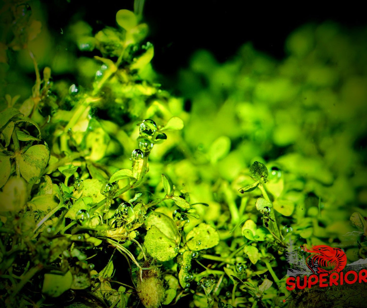 Monte Carlo (Micranthemum tweediei) - Superior Shrimp & Aquatics