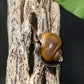 Mystery Snail ("Pomacea bridgesii") - Superior Shrimp & Aquatics