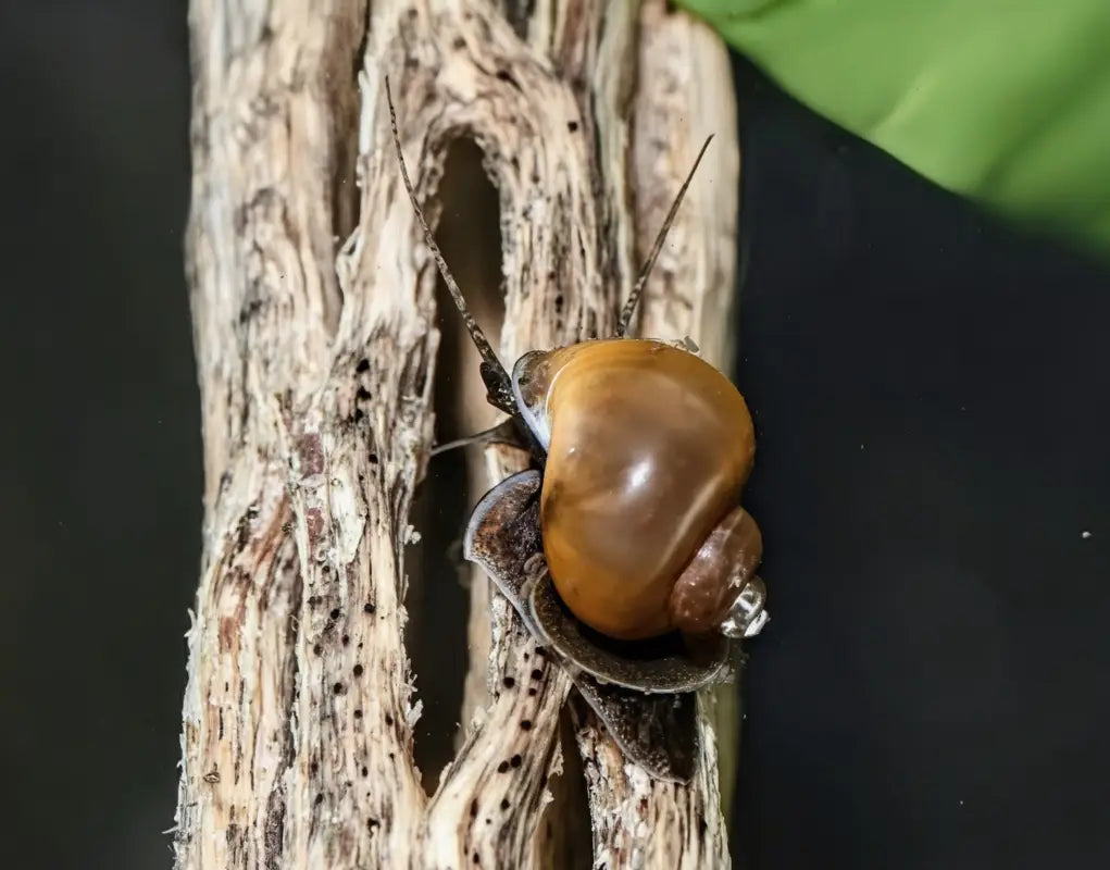 Mystery Snail ("Pomacea bridgesii") - Superior Shrimp & Aquatics