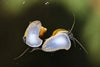 Mystery Snail ("Pomacea bridgesii") - Superior Shrimp & Aquatics