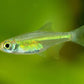 Neon Green Rasboras (Microdevario kubotai)