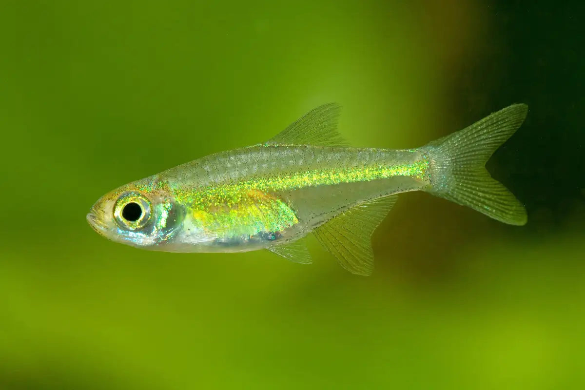 Neon Green Rasboras (Microdevario kubotai)