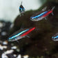 Neon Tetras (Paracheirodon innesi)